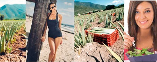 Huidverzorging met aloë vera - Ecolife