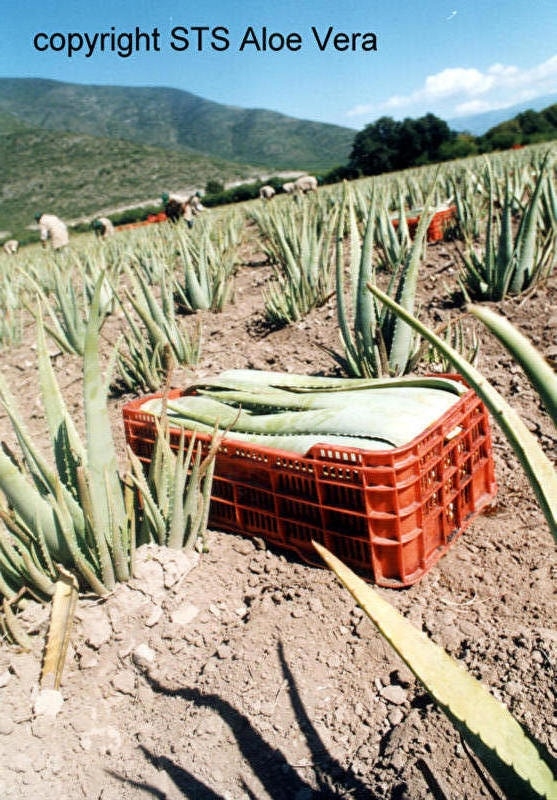 bio aloe vera plantage Ecolife aloë