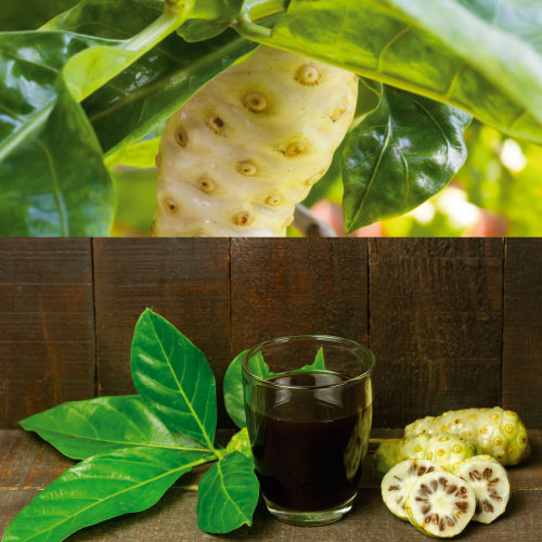 Noni sap of non juice. 100% bio nonisap
