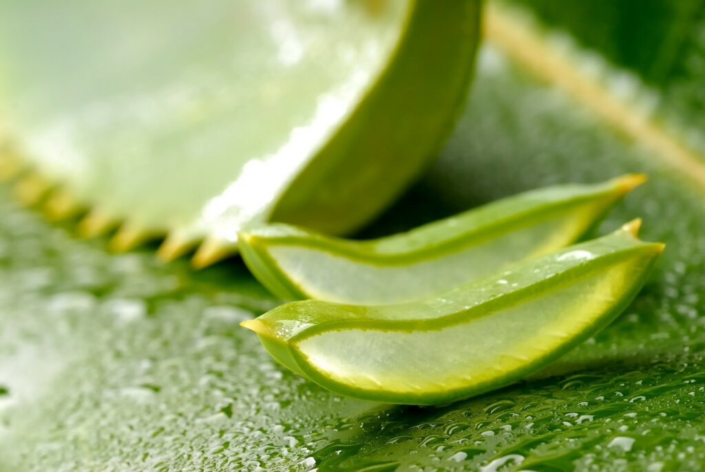 Ecolife - 100% echte aloe vera producten. Puur en vers geperste aloë gelei als 1e en hoofdingrediënt